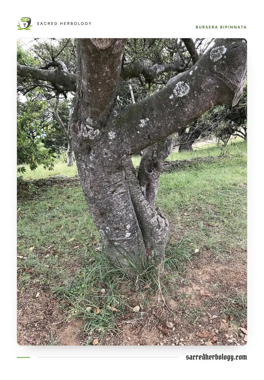 The grey, lichen-spotted forked trunk of a small Bursera tree standing in grass