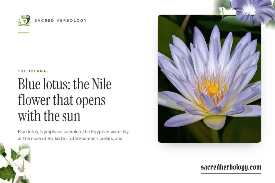 Blue lotus: the Nile flower that opens with the sun