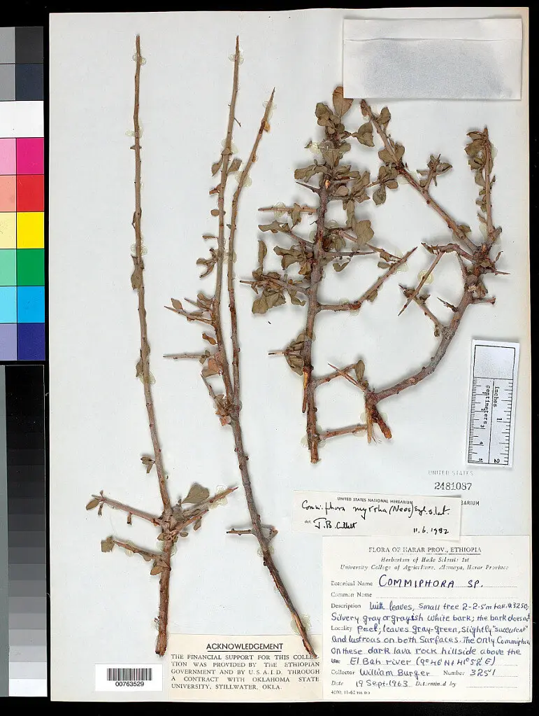 Pressed herbarium sheet of spiny grey branches with small clustered leaves, labelled Commiphora myrrha