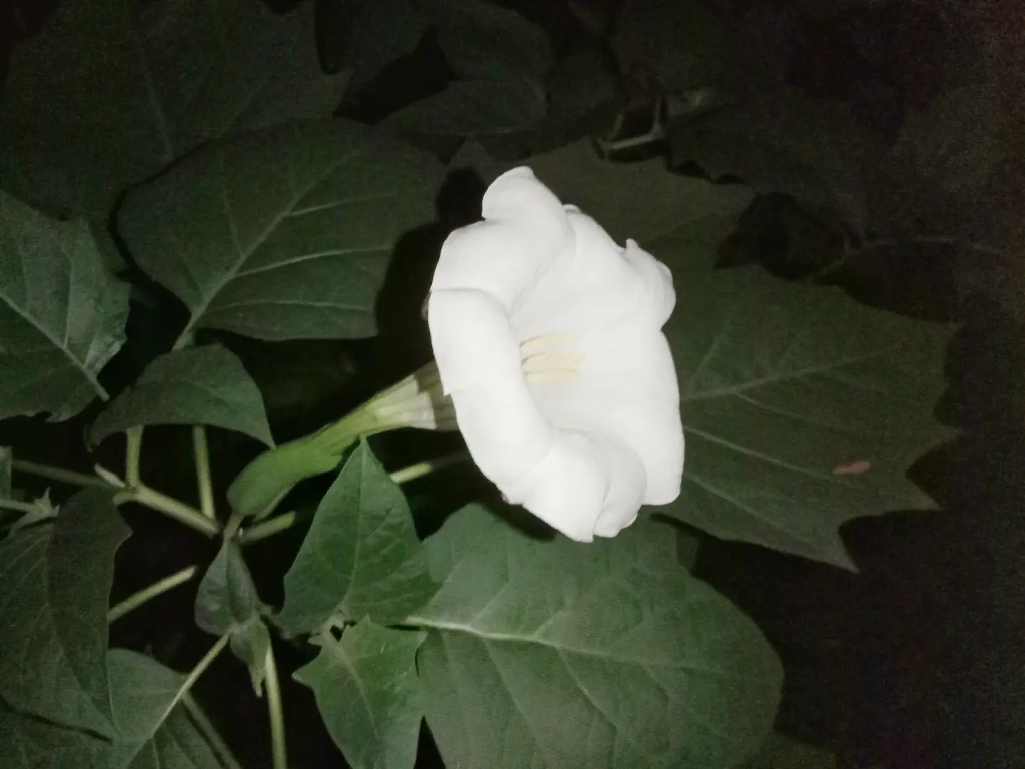 A single white trumpet flower of Datura metel open at night among dark green leaves
