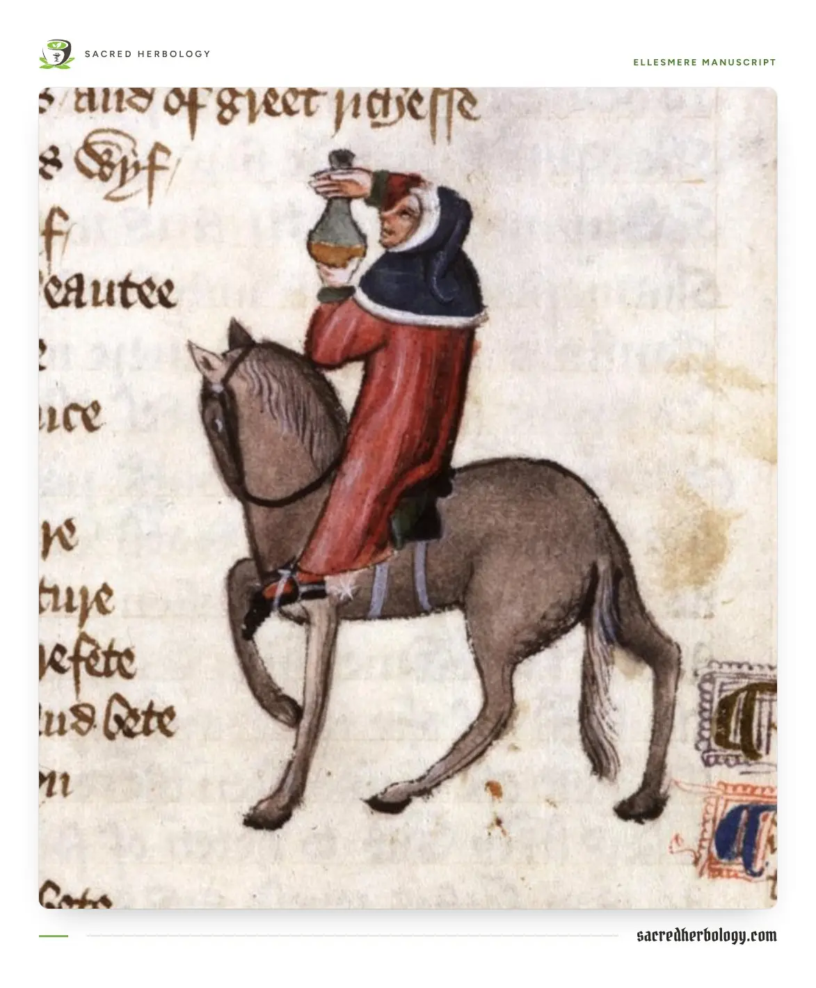 Medieval manuscript painting of a man in a red gown and blue hood riding a grey horse and holding a glass flask up to his eyes, beside lines of handwritten text