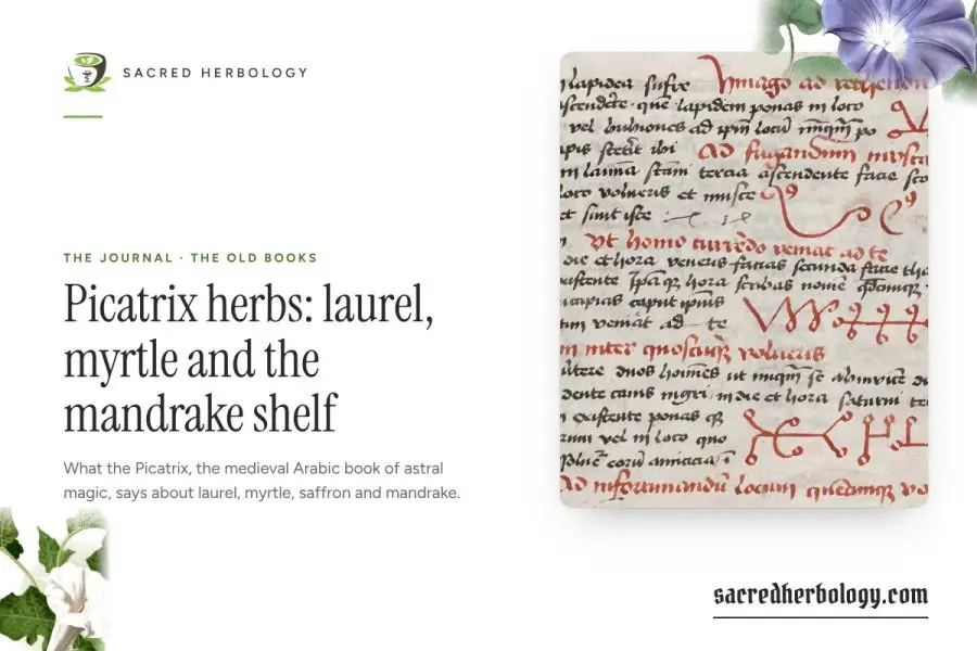Picatrix herbs: laurel, myrtle and the mandrake shelf