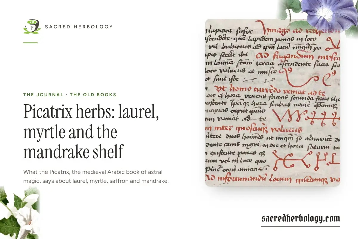 Sacred Herbology card for Picatrix herbs: laurel, myrtle and the mandrake shelf