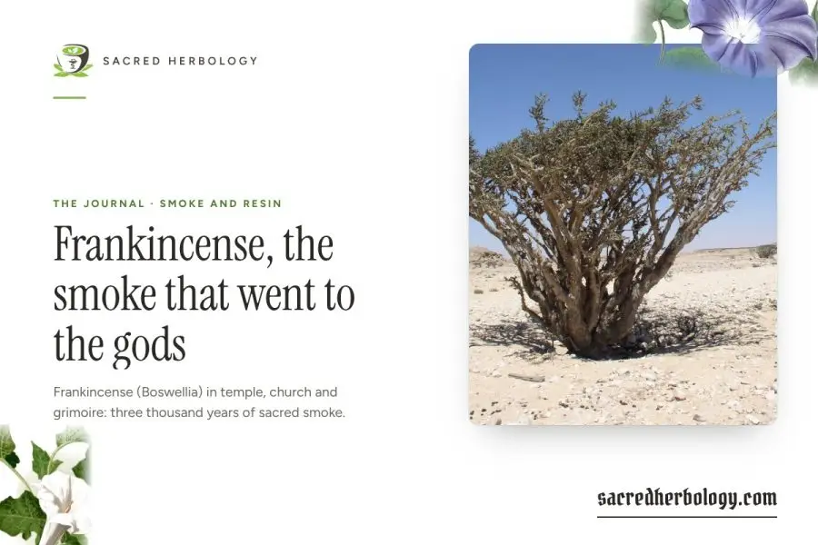 Frankincense, the smoke that went to the gods