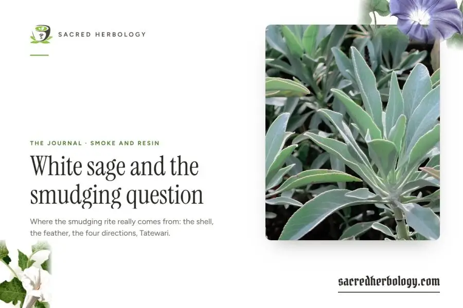 White sage and the smudging question