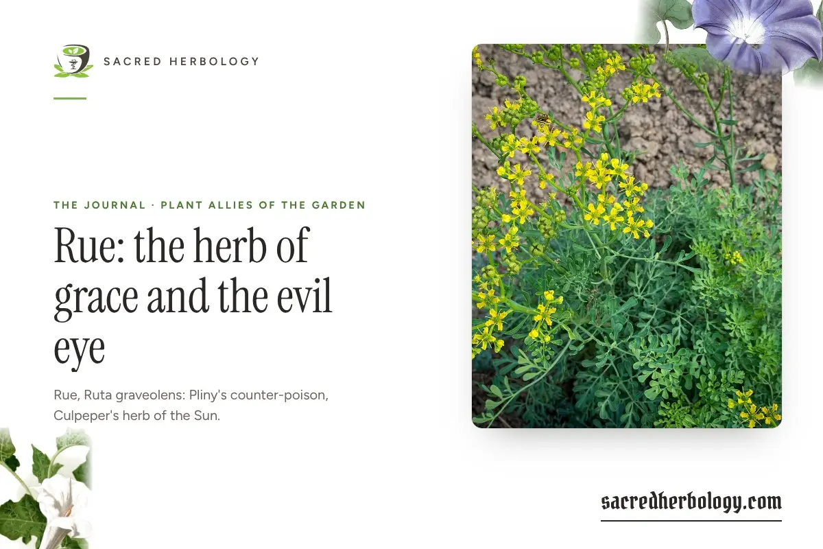 Sacred Herbology card for Rue: the herb of grace and the evil eye