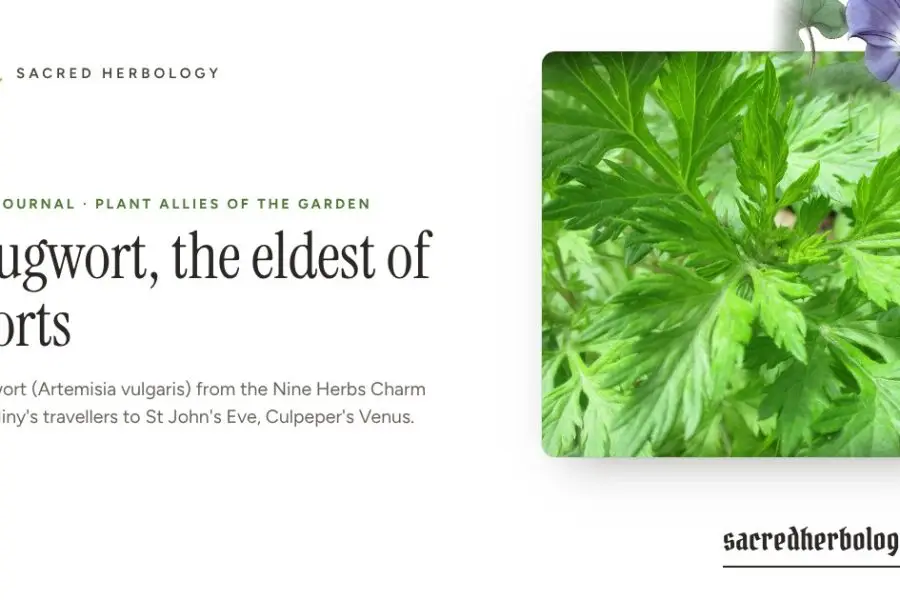 Mugwort, the eldest of worts