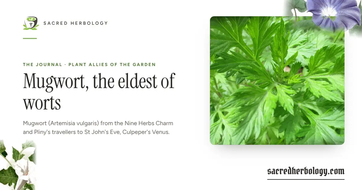 Sacred Herbology card: Mugwort, the eldest of worts, with a photograph of true mugwort leaves