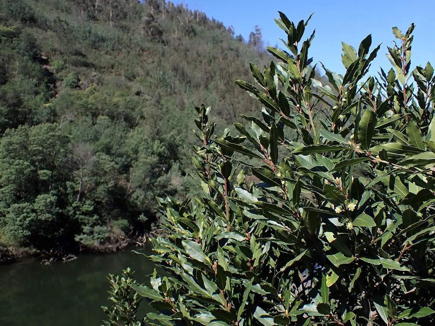 Leafy branches of bay laurel with small pale flower buds above a river valley