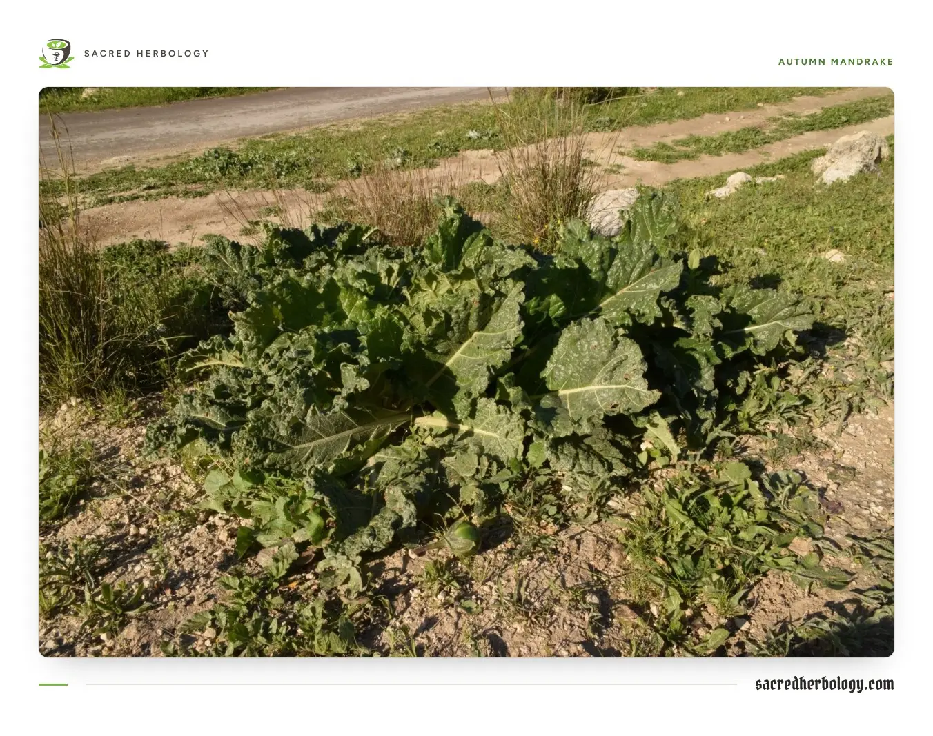 A low rosette of broad, crinkled dark green leaves on stony ground, with one round green fruit at its base