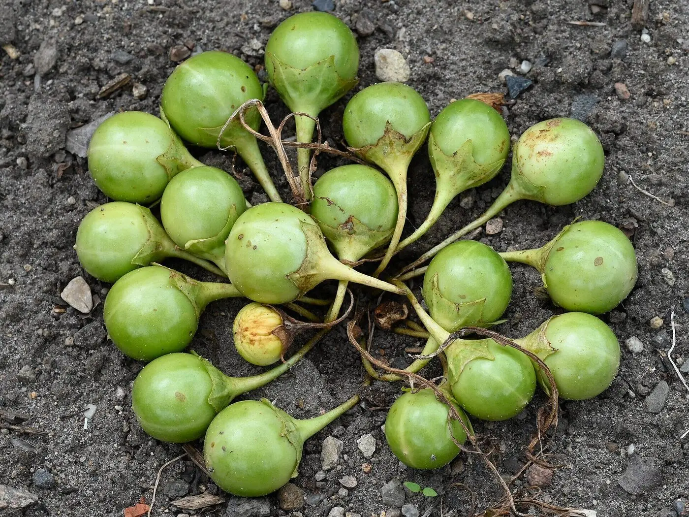 A ring of round green mandrake fruits on bare soil, each held in a leafy calyx