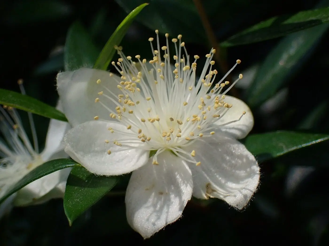 White five-petalled myrtle flower with a burst of long stamens among dark green leaves