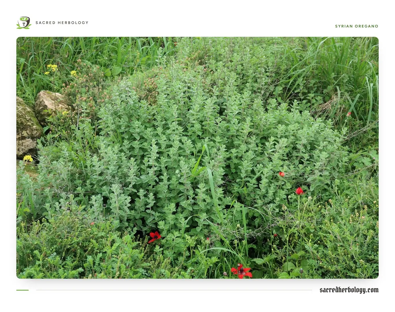 A bushy clump of small grey-green woolly leaves on upright stems among grass and red wildflowers