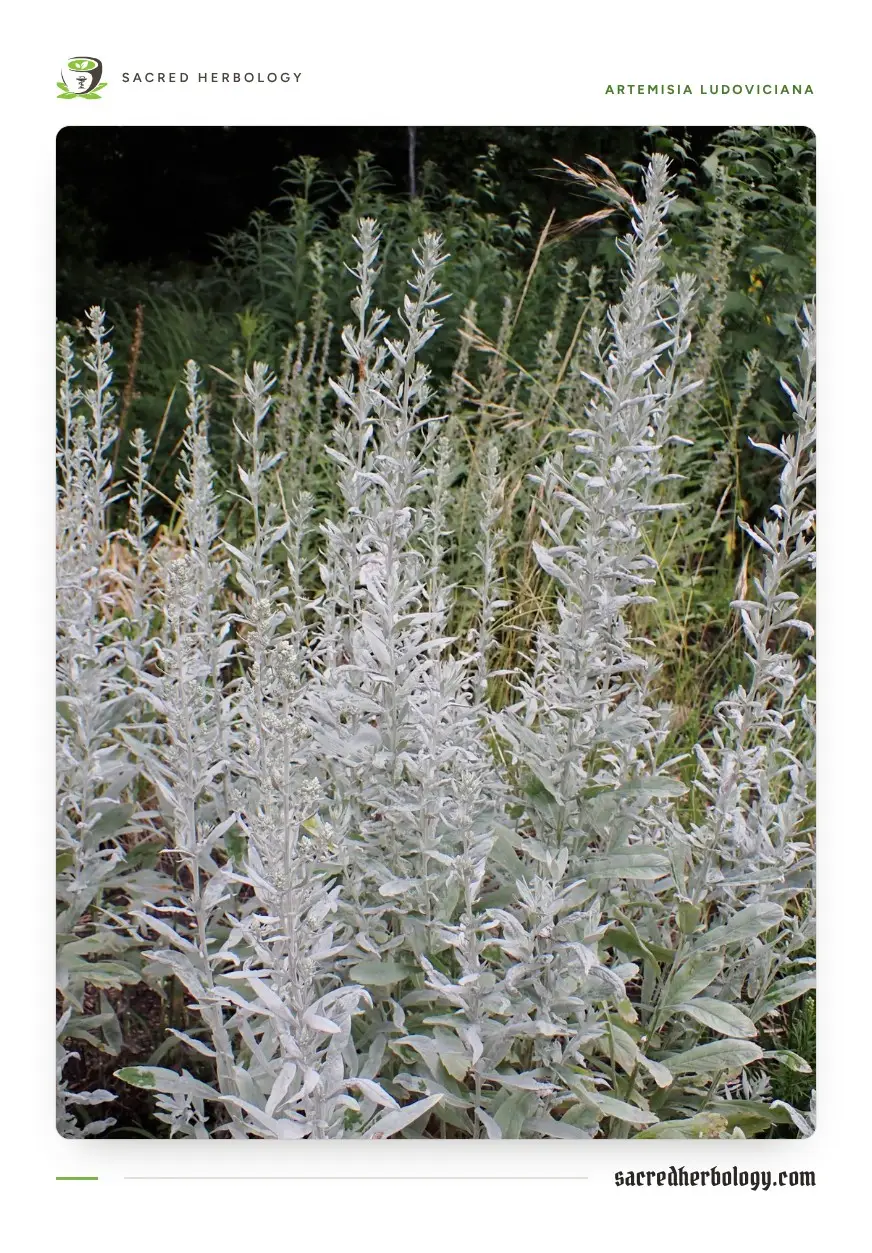 Upright silvery-white stems of white sagebrush with narrow untoothed leaves and small green flower buds in spikes