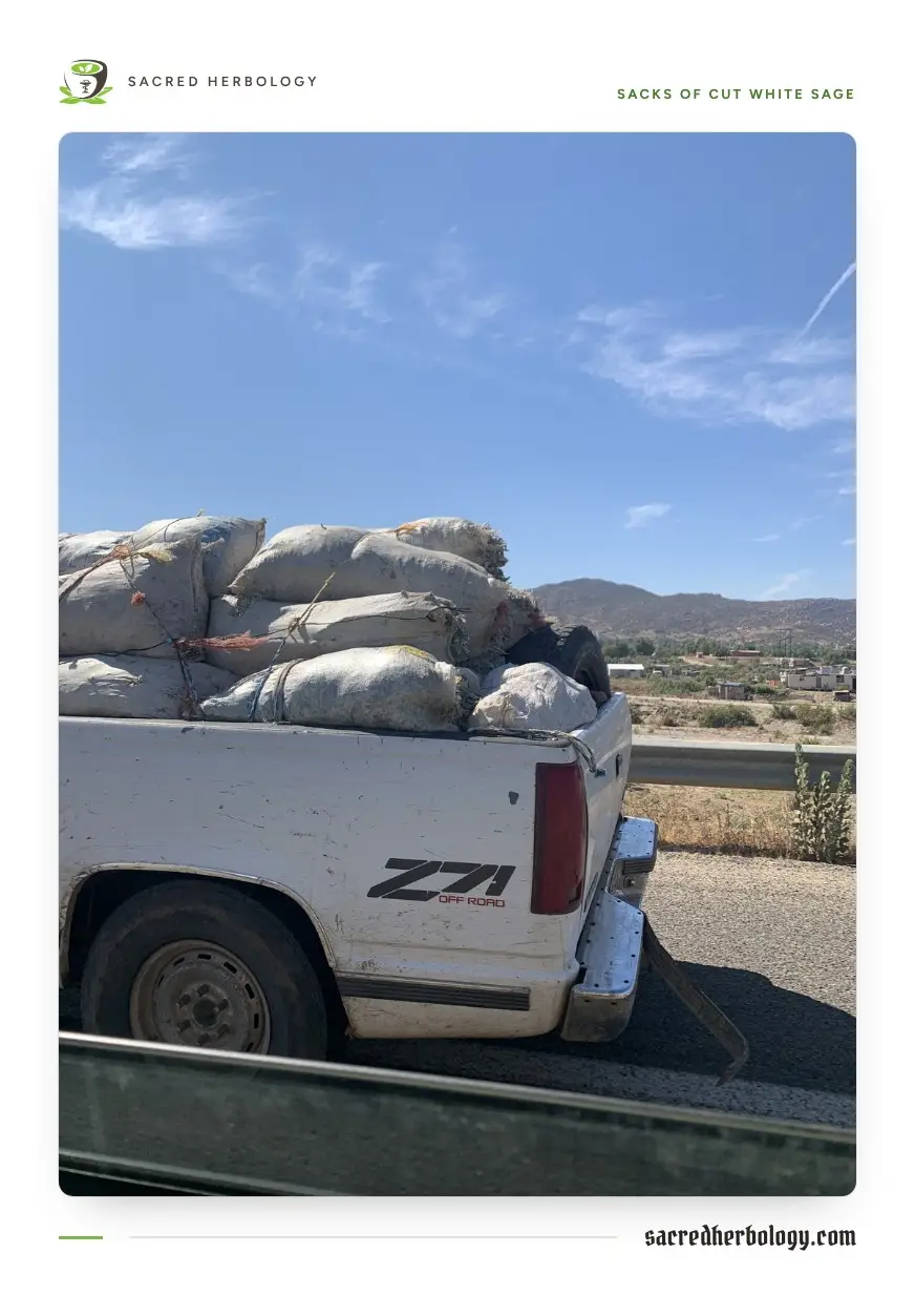 The tray of an old white pickup truck piled high with roped woven sacks stuffed full of cut plant material, on a roadside with dry hills behind