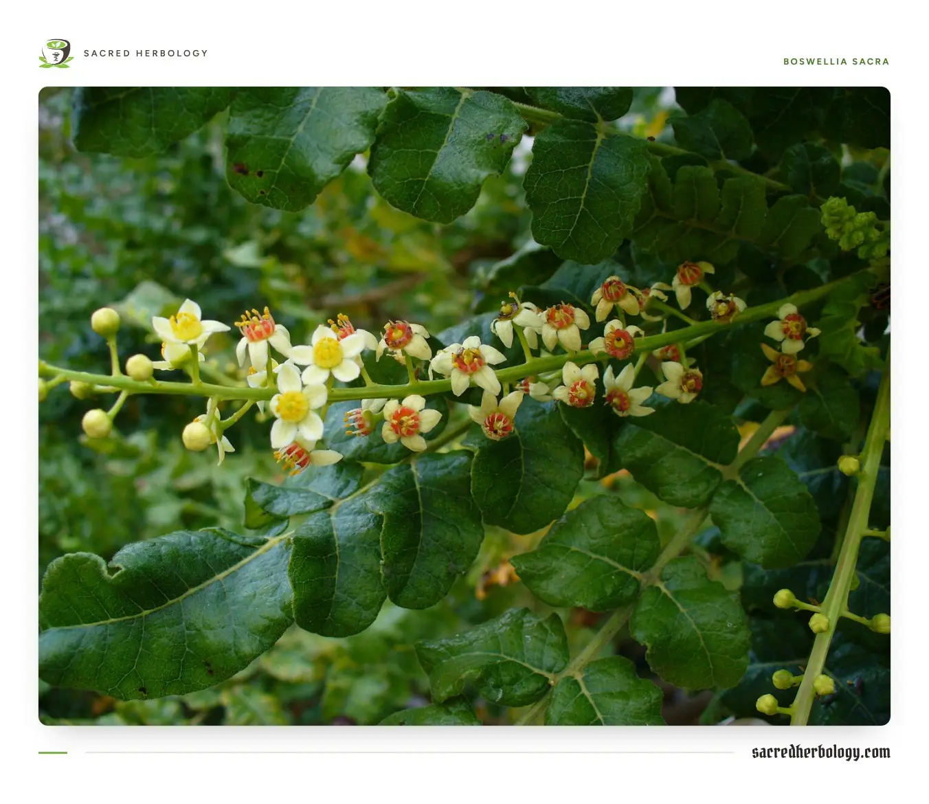 Small white flowers and green leaflets on a branch of Boswellia sacra