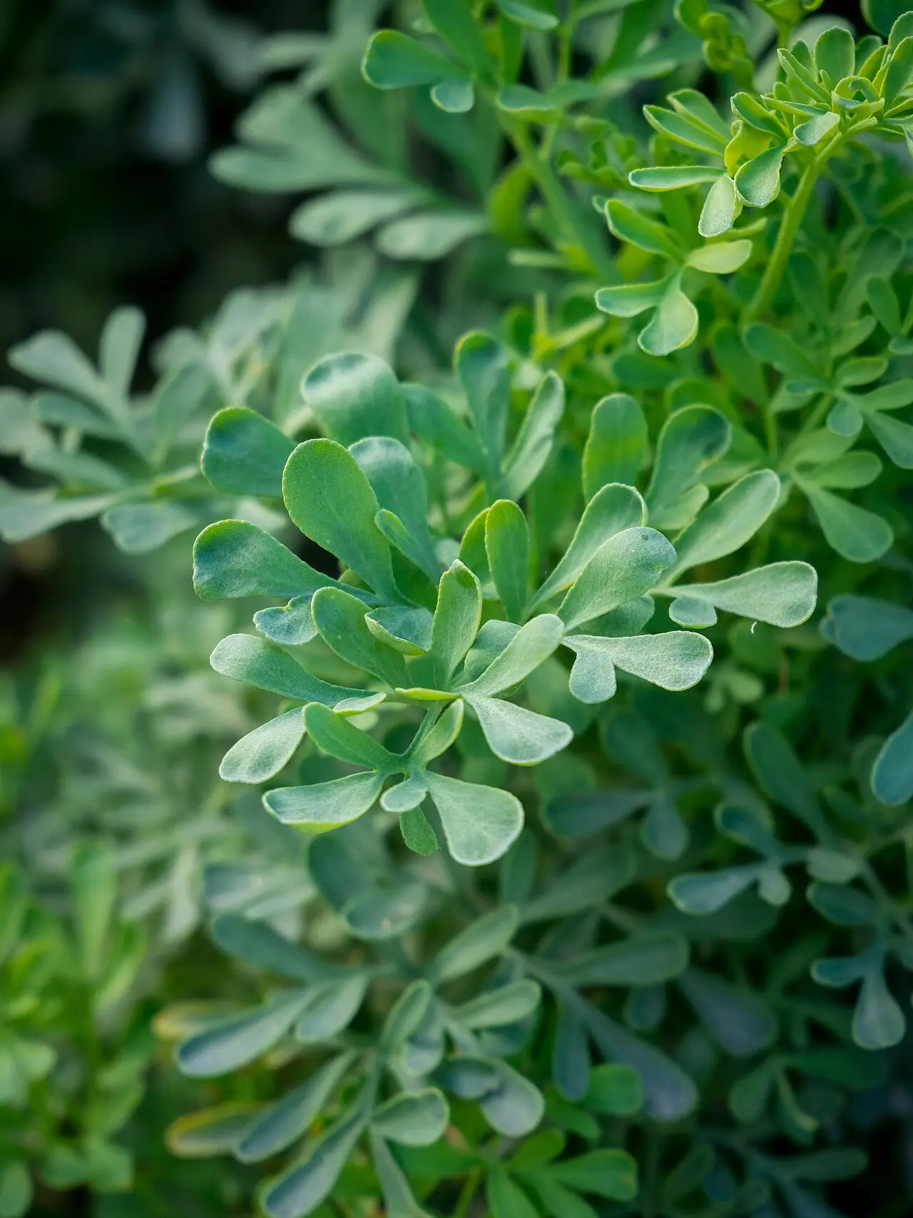 Close view of rue foliage, rounded spoon-shaped leaflets in a blue-green wash on branching stems