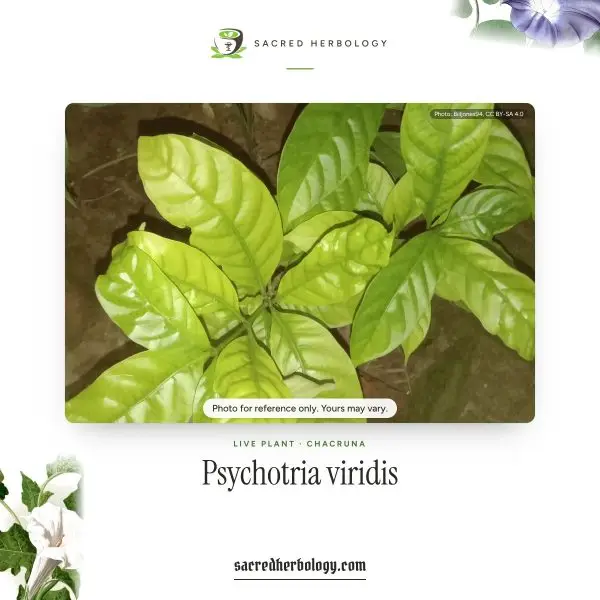 Psychotria viridis