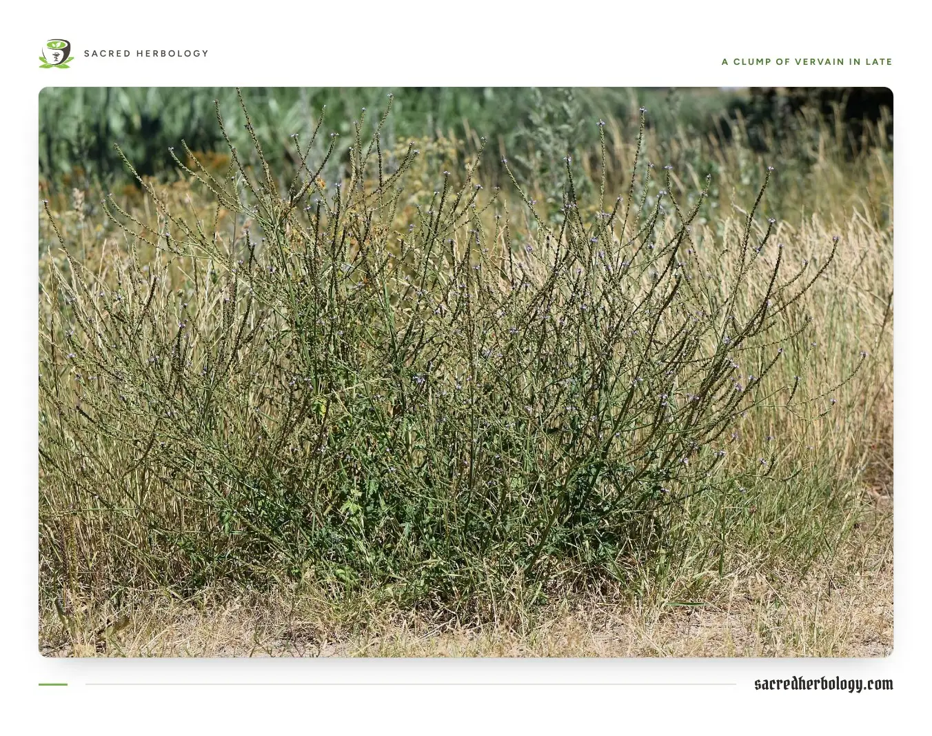 A wide clump of wiry green vervain stems ending in long thin flower spikes, standing in dry summer grass