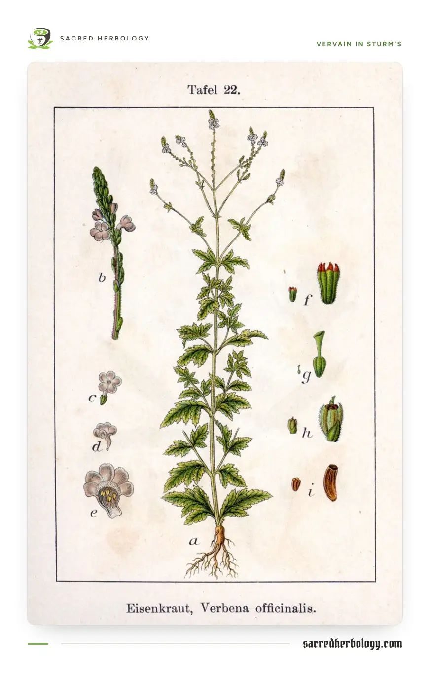 Hand-coloured botanical plate of vervain showing the whole plant with its toothed leaves and root, a flower spike and flower details