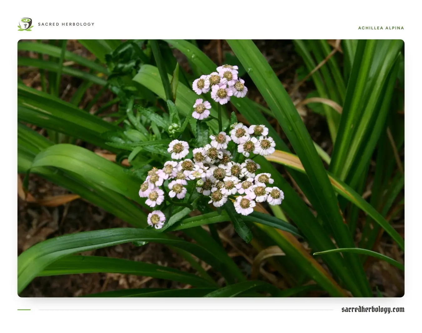 Clusters of small pale pink and white yarrow flowers of Achillea alpina with toothed leaves, among strap-like garden foliage