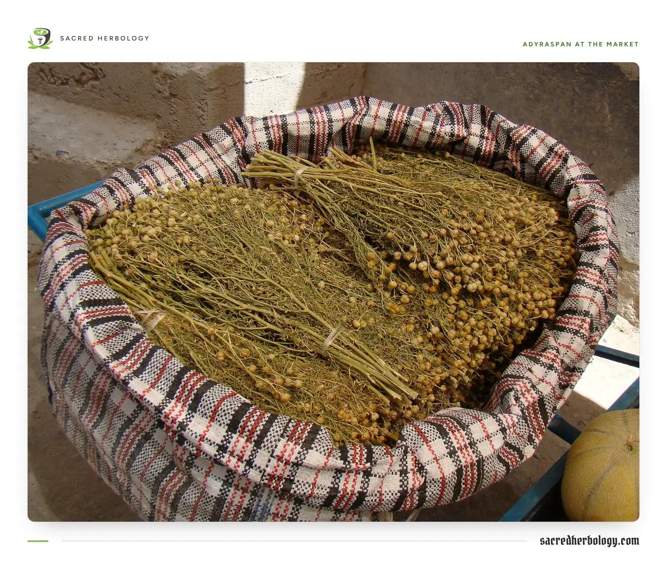 A woven plaid sack at a market stall packed with bundles of dried golden-brown twigs and seed capsules, tied with string
