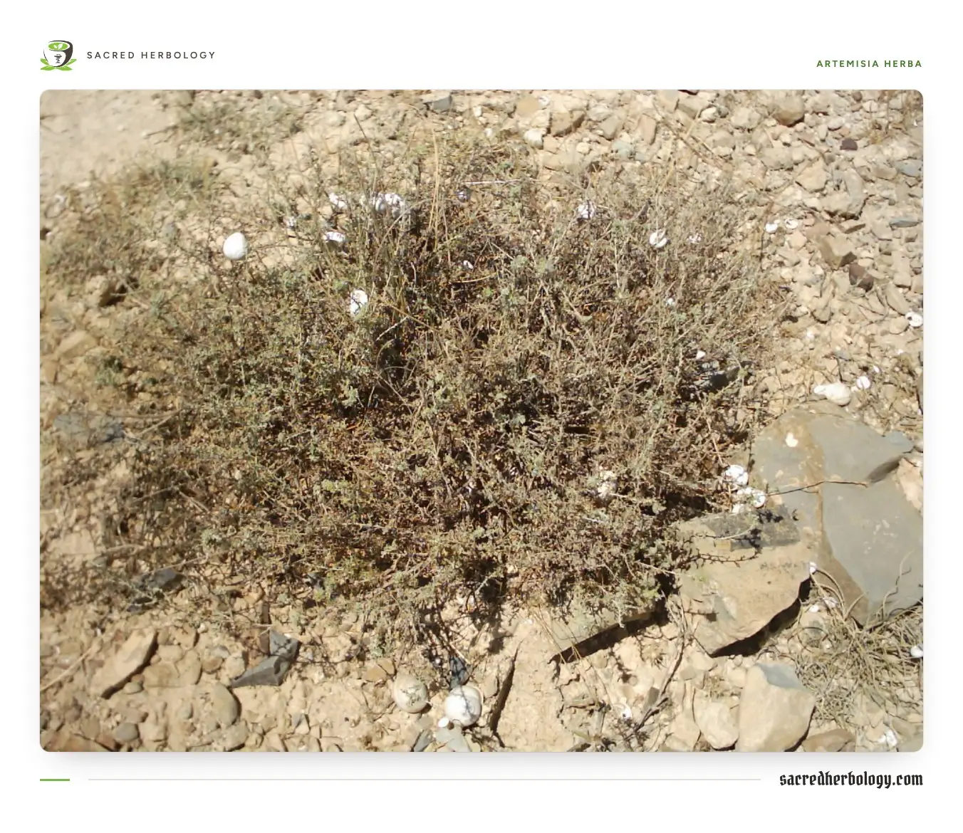 A low, grey, twiggy shrub growing among pale stones on a dry hillside