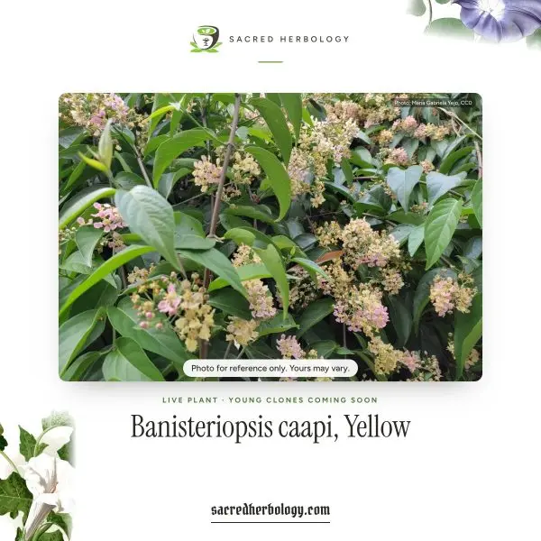 Banisteriopsis caapi, Yellow (Ayahuasca Vine), Live Plant