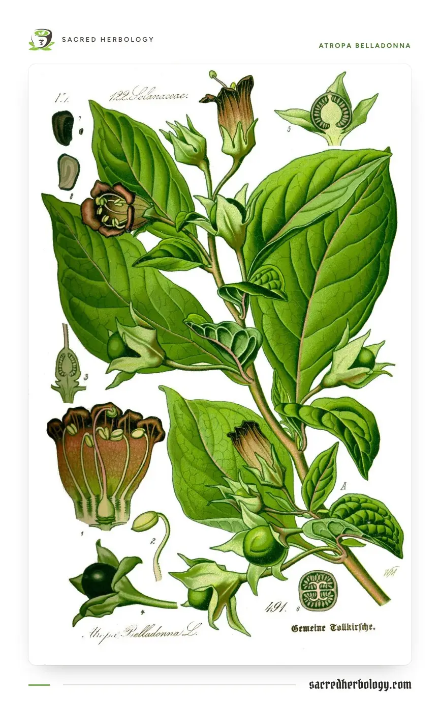 Coloured botanical plate of belladonna showing leafy stems, purple-brown bell flowers, green unripe berries and a single shiny black berry in its five-pointed green calyx
