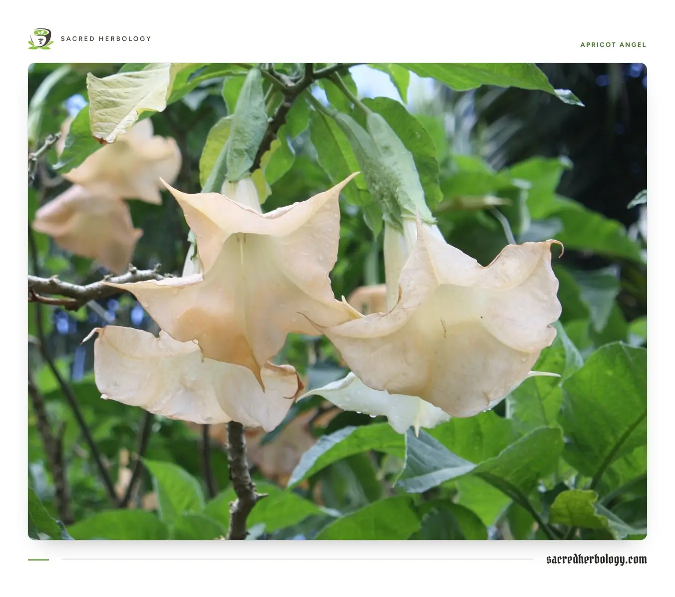 Several large apricot and peach trumpet flowers hanging from a branch among green leaves