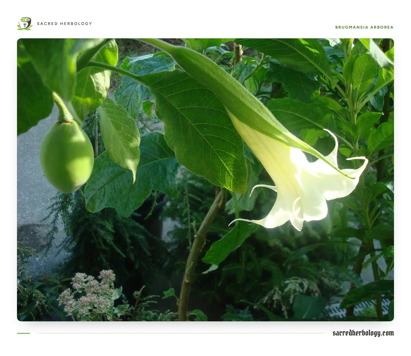 A white hanging trumpet flower with a long green sheath at its base, and beside it a smooth, egg-shaped green fruit hanging from the branch among large leaves