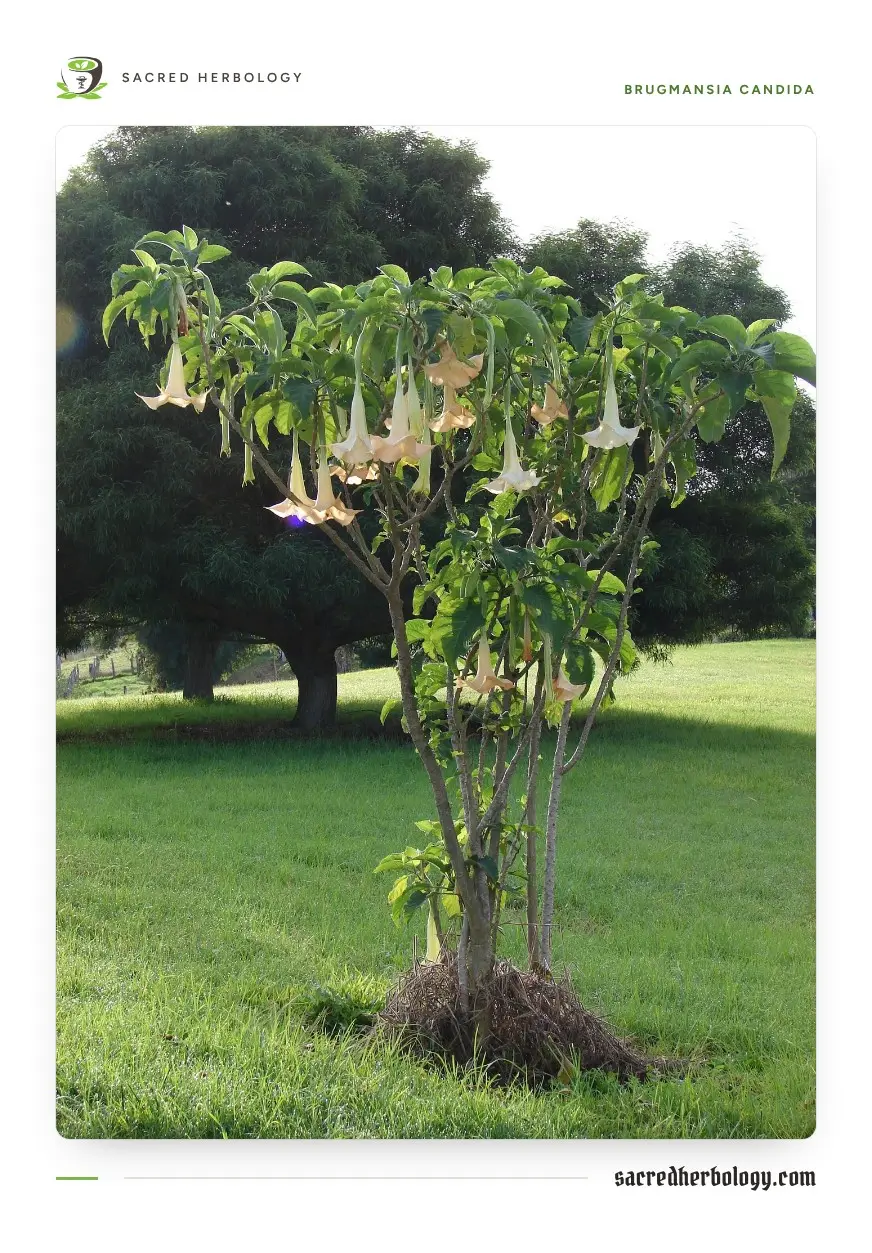 A small multi-trunked tree on a grassy slope, its branches hung with pale trumpet flowers, with large trees behind