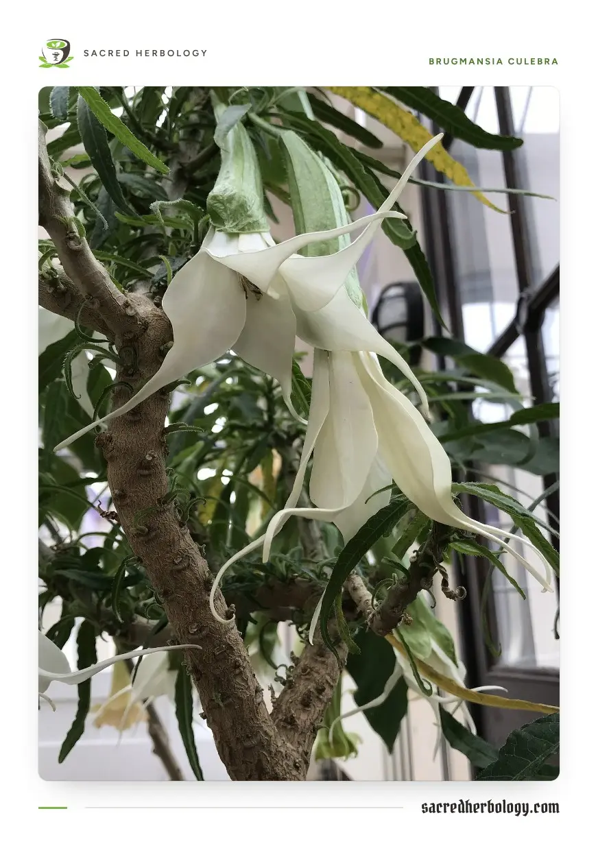 A potted shrub with long, very narrow leaves and white flowers split into narrow twisting straps, hanging like tassels, in a glasshouse