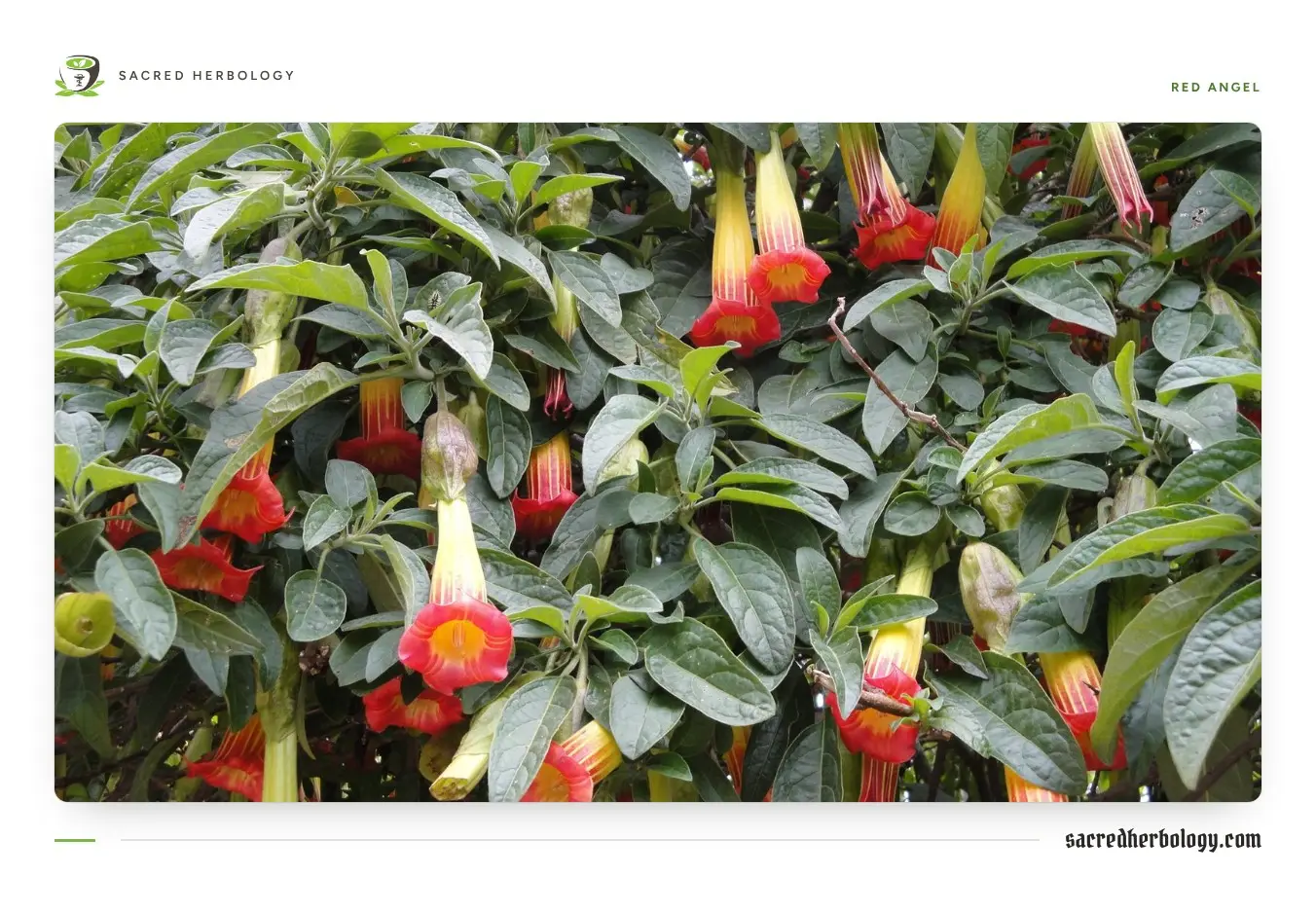 A dense shrub of dark green leaves hung with many narrow tubular flowers, yellow at the base and red at the mouth