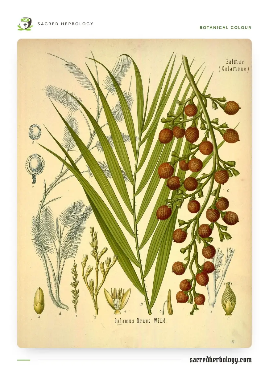 Botanical colour plate of a climbing palm: long green leaflets, slender flowering branches and a hanging cluster of round, red-brown fruits covered in neat overlapping scales