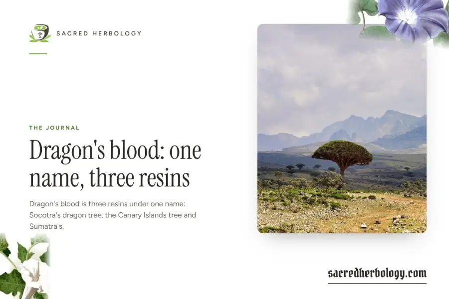 Dragon’s blood: one name, three resins