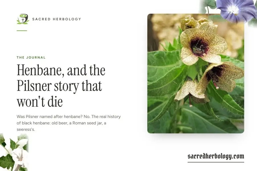 Henbane, and the Pilsner story that won’t die