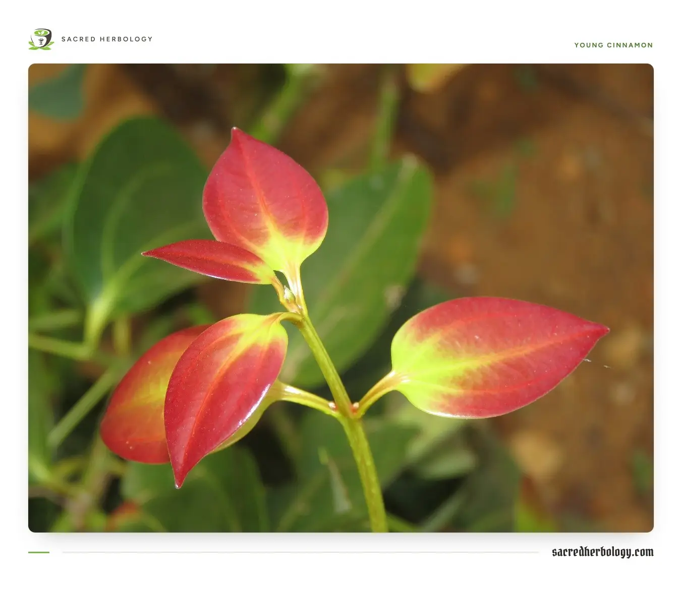 A cinnamon shoot with three glossy young leaves flushed red and pale green, each marked with curving veins, against darker mature foliage