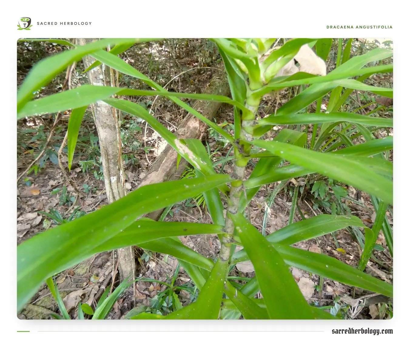 A slender green shrub with long, glossy, strap-shaped leaves spiralling up a thin stem in rainforest undergrowth