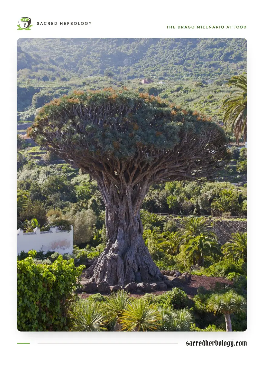 A massive dragon tree with a thick, ridged grey trunk and a broad, dense crown of many branching arms ending in tufts of sword-shaped leaves, on a green hillside