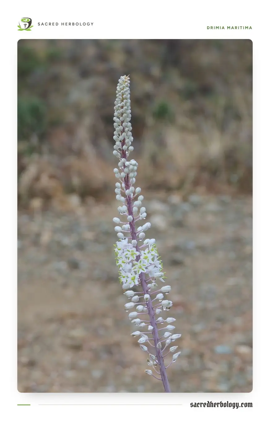 A tall, slender spike of many small white star-shaped flowers rising straight up from dry stony ground
