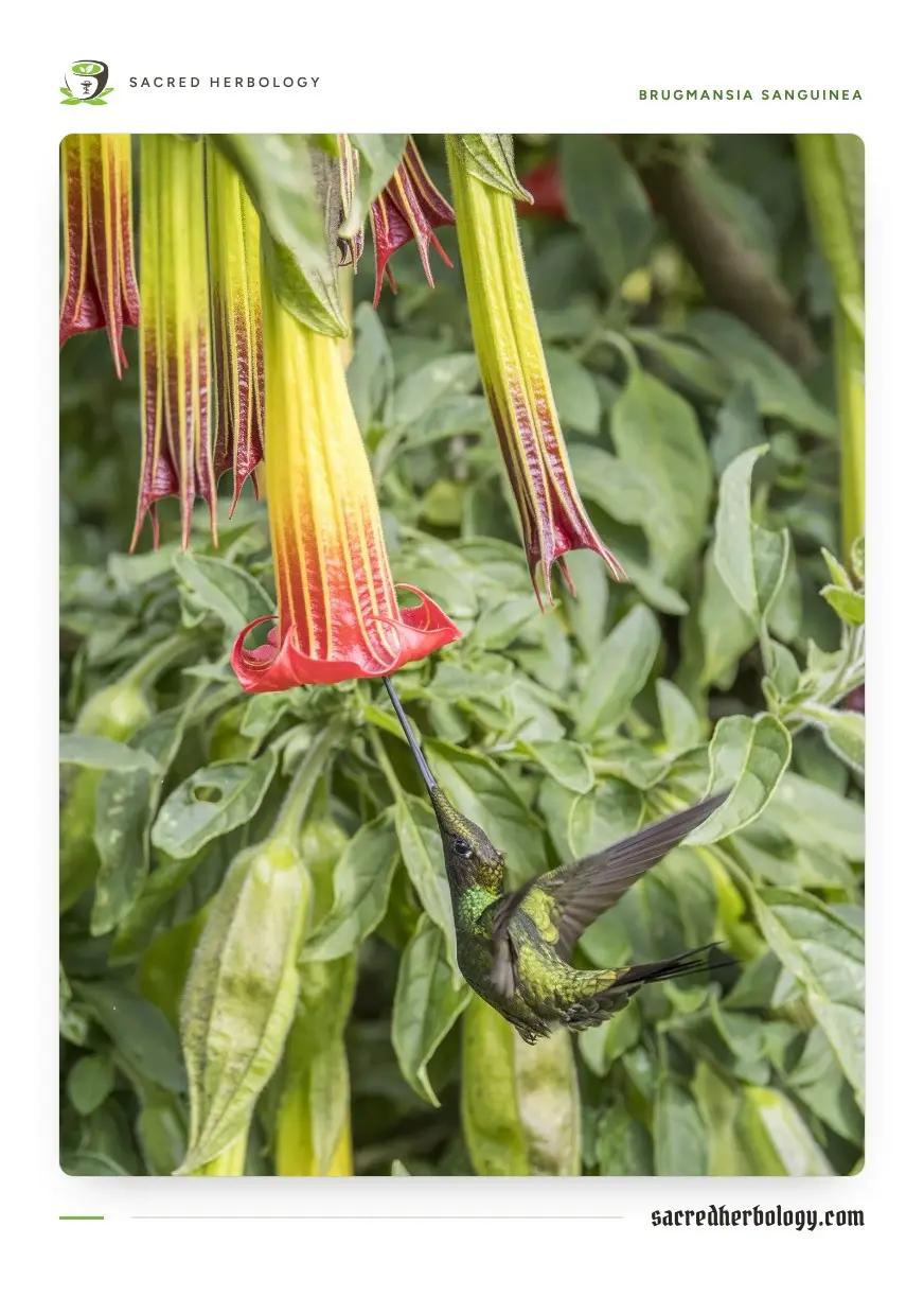 A small green hummingbird hovering beneath a hanging red and yellow tubular flower, its very long straight bill pushed up inside the flower, among other hanging flowers and leaves