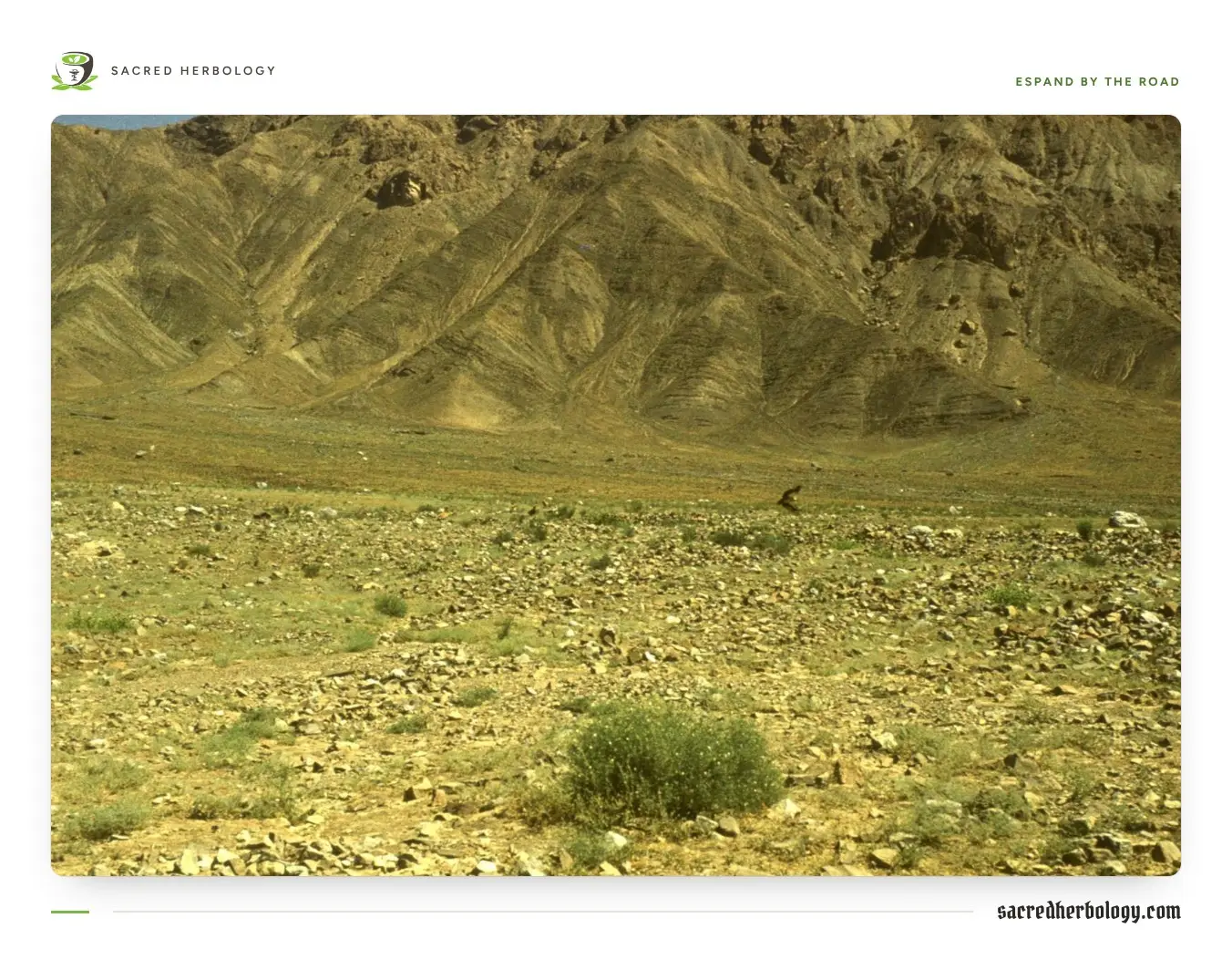 A wide stony valley floor below bare yellow-brown mountains, with a rounded green clump of espand growing among the stones in the foreground