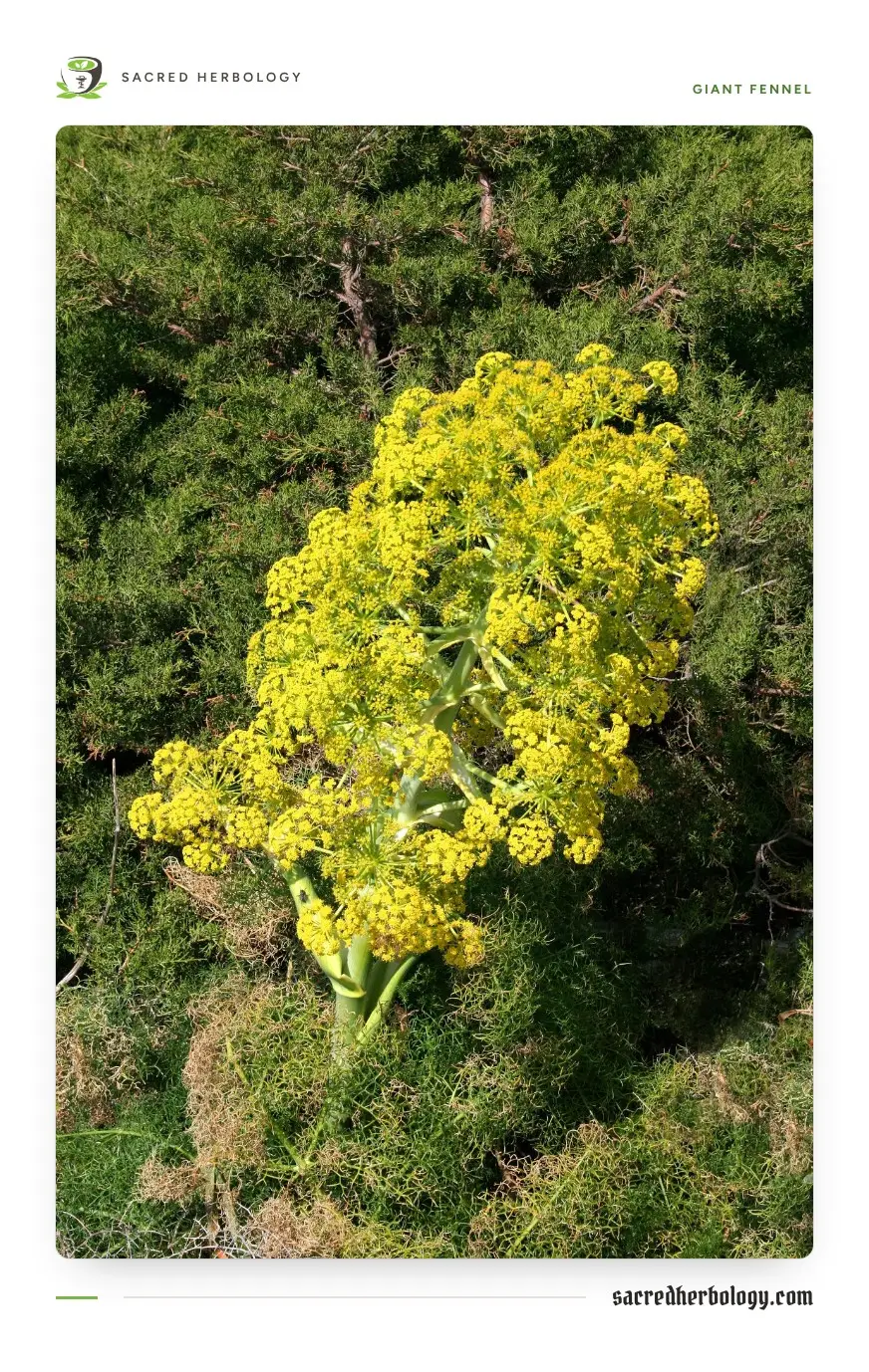 A stout green flowering stalk of giant fennel crowned with dozens of bright yellow umbrella-shaped flower heads, rising out of a mass of fine thread-like leaves