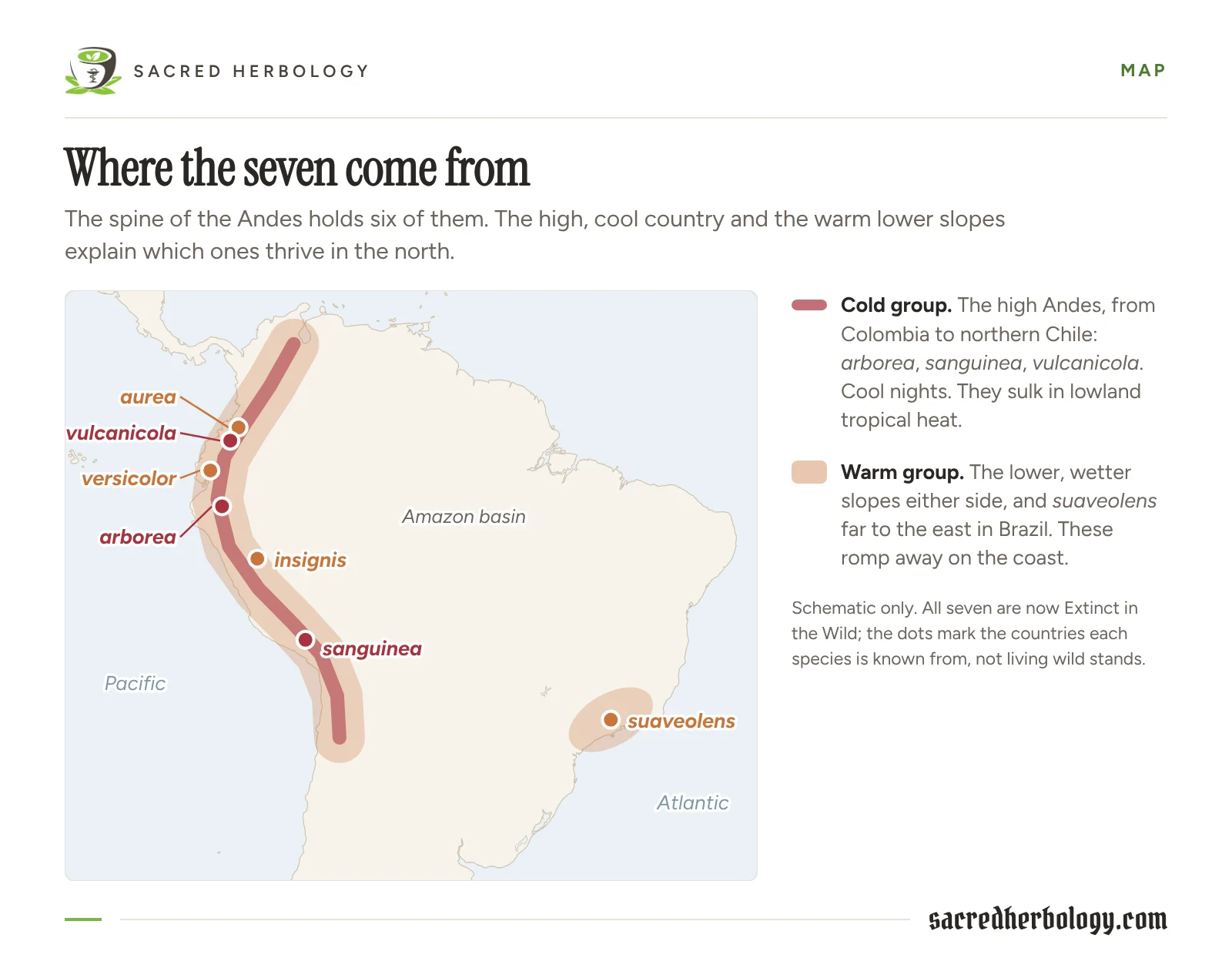 Map of South America with the spine of the Andes shaded, a narrow red band for the cold high country and a wider apricot band for the warm lower slopes, dots for each of the seven species, and suaveolens far to the east in south-eastern Brazil