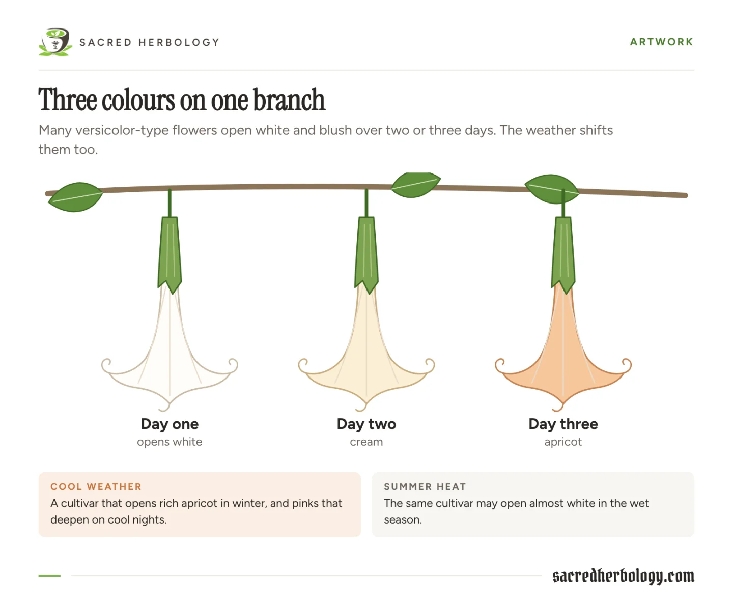 Drawing of three hanging trumpets on one branch, white on day one, cream on day two and apricot on day three, with notes on how cool weather deepens the colour and summer heat pales it