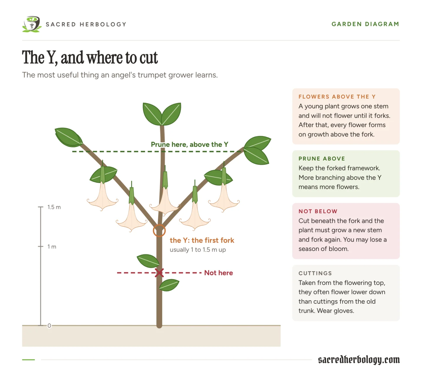 Garden diagram of a young angel's trumpet: a single stem forking into a Y at about one to one and a half metres, flowering branches above the fork, a green dashed line marking where to prune above the Y and a red line with a cross marking not to cut below it