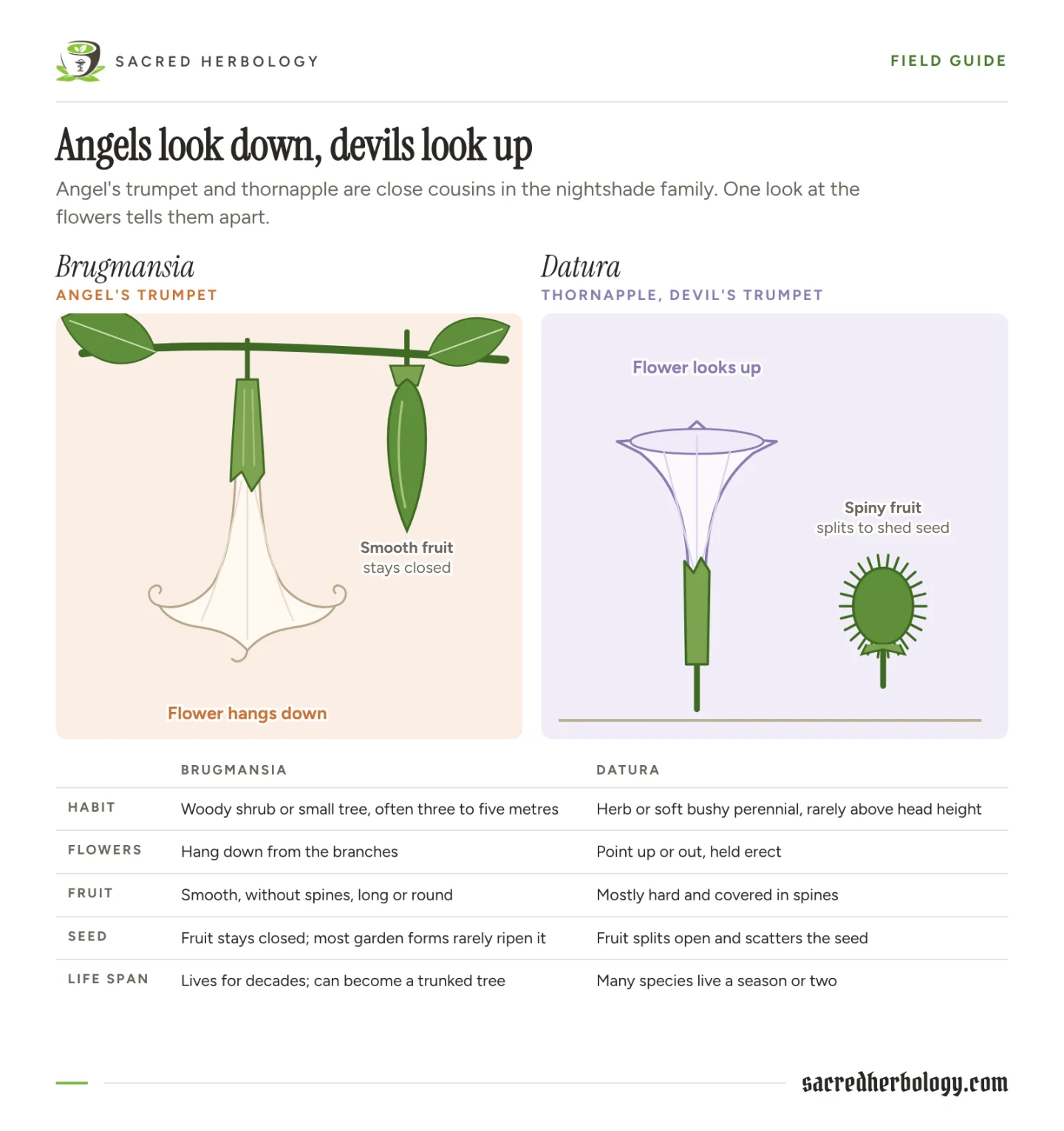 Drawing of a hanging white Brugmansia trumpet with its split green calyx and a smooth green fruit, beside an upright Datura flower and a round spiny fruit, with a table comparing habit, flowers, fruit, seed and life span