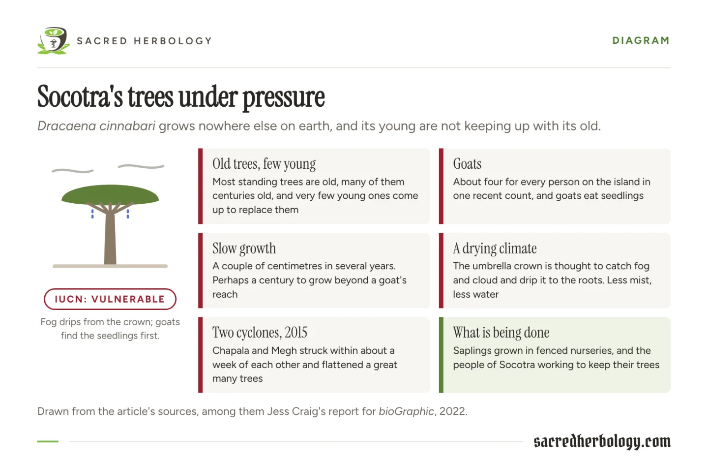 Diagram of a dragon's blood tree catching fog, beside six panels: old trees with few young, goats, slow growth, a drying climate, the two cyclones of 2015, and fenced nurseries