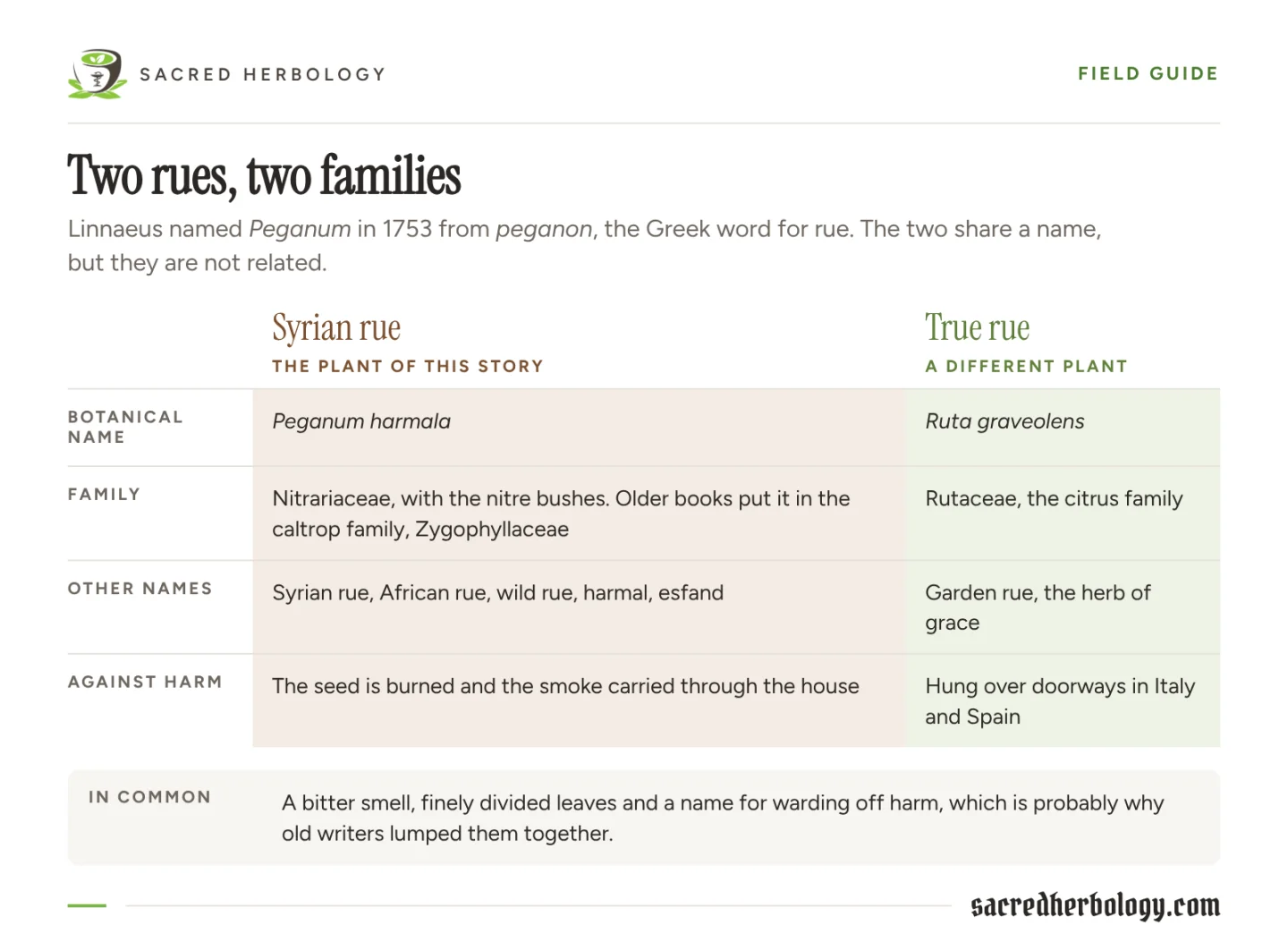 Table comparing Syrian rue, Peganum harmala, in the family Nitrariaceae, with true rue, Ruta graveolens, in the citrus family, by name, family and use against harm